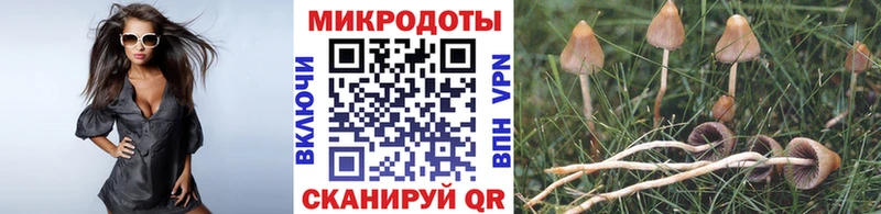 Галлюциногенные грибы Psilocybine cubensis  где можно купить   Навашино 